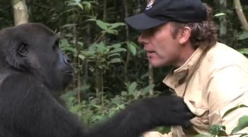 Man Reunites with Gorilla He Hand-Raised--So Heartwarming! 