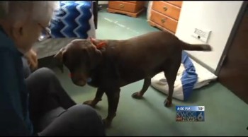 8-Year-Old Rescue Dog Becomes Loyal Companion to Nursing Home Residents 
