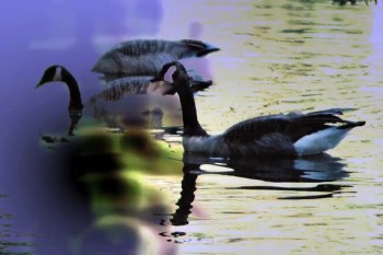 Words from the very first psalm are used with water effects and photos of wild Canada geese in a natural setting found during a nature walk which inspired this combination. It could be used with announcements as well as scriptural or other texts overwritten, or behind a choir piece. Designed to loop.<br />