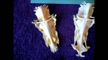 Look at this it is made by the hand of GOD in nature NOT man made nor altered in any way<br /><br />Watch the video and Contact me Please <br /><br />Jesus died on the cross He is dead But rose to the heavens and GOD His Father reminds of of this with this Icon made by HIS hand in nature. Its the Crucifix Fish Bone that looks like Jesus on the Cross during his crucifixion <br />