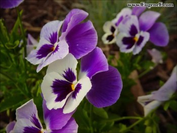 This is the fourth video in the "Give Thanks to God" series.