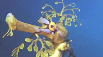 A Real Sea Dragon (Part 2 of 2)<br /><br />On today’s Creation Moments Minute we’ll take another look at a beautiful dragon that roams the sea.<br /><br />The shapes of sea dragons are the most varied and unusual in the animal world, and their colors are among the brightest. Unlike other fish, they have no scales. They draw tiny marine organisms into their mouths through a trap door jaw that opens and closes more rapidly than the human eye can follow. The eyes of the sea dragon move independently of each other. And when it's time to start a family, it is the father sea dragon who incubates the fertilized eggs in a pouch in his tail.<br /><br />Like some other creatures we have talked about on Creation Moments, the sea dragon is such a unique creature that evolutionists admit they have no idea how it evolved. These are the very creatures we'd expect to find though, if all things were created by God!<br /><br />For Creation Moments Minute dot com, I’m Darren Marlar.<br /><br />Ref: Pennisi, Elizabeth. 1985. "Ghosts and Dragons." Discover, Nov., p. 80.<br /><br />