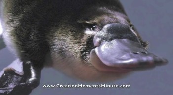 A Surprise Platypus (Part 1 of 2) | Creation Moments Minute 