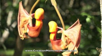 The Orchid that Captures Workers | Creation Moments Minute 