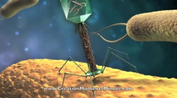 The Armored Virus | Creation Moments Minute 