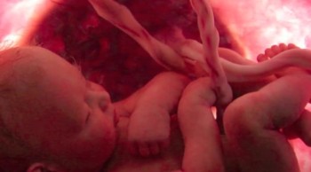 Liquid Air Mimics God's System (Part 1 of 2)<br /><br />Liquid air isn’t something you only see in science-fiction movies. Find out more on today’s Creation Moments Minute.<br /><br />Before birth, a developing baby breathes amniotic fluid, which delivers dissolved oxygen to the lungs. When very premature babies are born, they often have difficulty breathing because their lungs lack a substance that enables them to get oxygen from the air. The result is often chronic lung disease or other permanent damage.<br /><br />But now researchers are testing something that is popularly called "liquid air." This liquid, a perfluorocarbon, can carry oxygen to the immature lungs of the infant who is not yet ready to breathe air, much like the amniotic fluid the child would be breathing had it not been born prematurely. Animal tests suggest that infants who were born after only 20 weeks of gestation could be helped to survive through the use of this "liquid air."<br /><br />More about liquid air next time.<br /><br />For Creation Moments Minute dot com, I’m Darren Marlar.<br /><br />Ref: "'Liquid air' may help save premature babies." Minnesota Citizens Concerned for Life Newsletter, Oct. 1989.<br /><br />