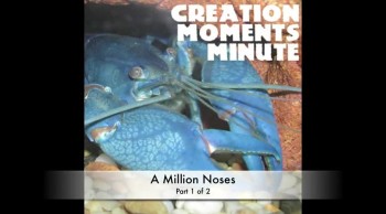 Millions of Noses (Part 1 of 2) | Creation Moments Minute 