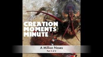 Millions of Noses (Part 2 of 2) | Creation Moments Minute 