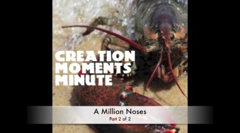 Millions of Noses (Part 2 of 2) | Creation Moments Minute 