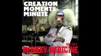 Monkey Medicine (Part 1 of 2)<br /><br />What can man learn about medicine by keeping an eye on monkeys? Find out on today’s Creation Moments Minute.<br /><br />Folks who are in to natural remedies know that more than a quarter of our drugs come from wild plants. Traditionally, researchers in search of new drugs would ask local folk healers about plants that might be helpful. However, that isn’t always the best approach. In some societies, plants are thought to have healing powers simply because they look like a disease.<br /><br />Researchers are now learning to follow animals around. Monkeys have led medical researchers to several new medicines. Chimps in Tanzania, for instance, were seen swallowing the unchewed leaves of a tree. Studies of the leaves and the droppings showed that the leaves were not digested. However, the chimps’ digestive system had removed chemicals from the surface of the leaves that kill intestinal parasites.<br /><br />More about monkey medicine on our next program.<br /><br />For Creation Moments Minute dot com, I’m Darren Marlar.<br /><br />Ref: Boyce Rensberger. Researchers: Chimps Use Herbal Medicine.