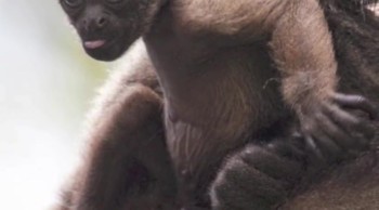 Monkey Medicine (Part 2 of 2)<br /><br />On today’s Creation Moments Minute, we’ll take another look at what monkeys can teach us about medicines for mankind.<br /><br />The female of a rare species of woolly spider monkey in Brazil does not ovulate for about six months after she gives birth. This gives her time to raise her offspring. About six months after giving birth, the female will travel outside its usual area to gorge on the fruit of a specific tree. Researchers found that its fruit is rich in a chemical that causes the female to produce a hormone that re-starts ovulation. <br /><br />As in other cases of this type, we have to ask the question: Do these animals really have innate medical knowledge or is it that God cares for them when they are sick and leads them to the right medicinal plant? Here at the Creation Moments Minute, we think the answer is obvious.<br /><br />For Creation Moments Minute dot com, I’m Darren Marlar.<br /><br />Ref: Boyce Rensberger. Researchers: Chimps Use Herbal Medicine.<br />
