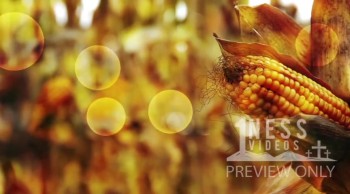 Corn Church Fall Motion Loop - Oneness Videos 