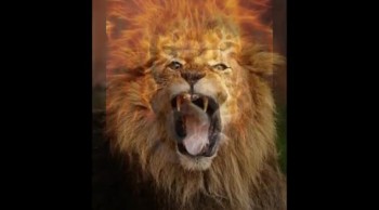 Real Lion Roar Sound Effect, Latest