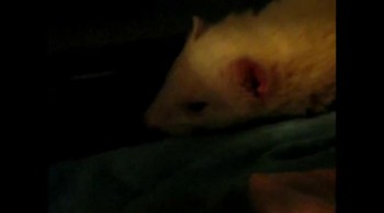 Patrick orders Coffee to get all these items, but soon, Coffee decides it's a little out of hand, like Patrick was secretly made king behind his little arched back! Patrick and Coffee have a talk and they redo their game that made Patrick secretly king. Who will be the real -and not secret- king of the cage?