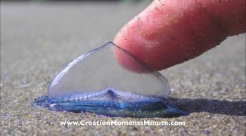 The Jellyfish With a Broad Reach | Creation Moments Minute 