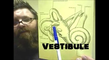 Bible and Science<br />The Bible and the Hebrew language says our balance is found in our ears long long before it was discovered in the 1800s. <br />God made us and knows how our bodies work.