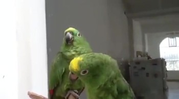 Two parakeets blessed worshiping 