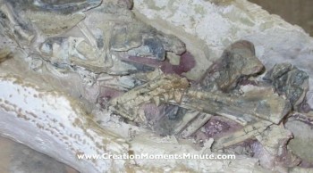 Sponsored by CreationMomentsMinute.com