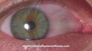 https://www.CreationMomentsMinute.com<br /><br />Another Miracle of Sight (Part 2 of 2)<br /><br />Today, we take another look at the amazing eye on today’s Creation Moments Minute.<br /><br />The lens of the eye is a marvel of chemistry. It is made up of a concentration of protein molecules inside water-lined cells. When scientists learned this, they were amazed. Protein molecules in water are not transparent, as the lens must be. After more research, they discovered God’s secret. The high concentration of protein molecules in the lens of the eye causes the proteins to pack together something like the molecules of window glass. As a result, the normally opaque protein solution in the lens becomes transparent.<br /><br />The eye does more damage to ideas about origins that leave out God than almost any other feature of the creation because it allows us to see the Creator’s fingerprints all around us!<br /><br />For Creation Moments Minute dot com, I’m Darren Marlar. <br /><br />Ref: I. Peterson. 1983. “Why the Eye Lens is Transparent.” Science News, April 16.