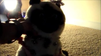 hi guys this is a very inportant video to me b/c its my 7 year webkinz aniversery well the actual date was december 15 but i dident have time then so iam doing it now.