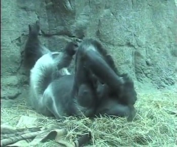 AS you watch these animals remember they need care, too. In many parts of the bible there is a mention of animals...so, support your local zoo, please!!! The music selection comes from freemusicarchive.