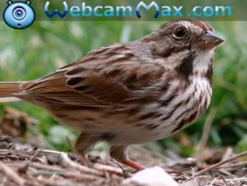 Eye of The Sparrow sung by Hammy Hazells 