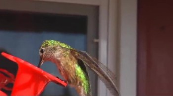 On the New Mexico, Colorado, border in the United States is a<br />beautiful area called "Raton Pass," at the foothills of the Colorado Rocky Mountains. It is home to deer, elk, bear, mountain lions, coyotes ... and a variety of hummingbirds that <br />make their Summer home here year after year. <br />In this video you will get to know these different types of hummers and some of their antics which have singled them out as one of the most amazing birds of all time!<br /><br />Filmed with Bartlett Mesa and Railroad Canyon often as backdrops and with original music, this video proves to be one that will be enjoyed over and over again ... all year long.<br /><br />Runtime:  33 minutes<br /><br />Produced by Cathy Friedlander ... Christian videographer, musician, and computer editor authoring over 22 videos and 10 cds. <br /><br />Visit Cathy's website: www.2kingdoms.net