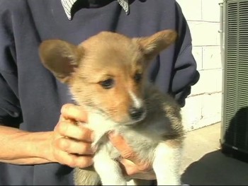 Job 12:7-10 - "But ask now the beasts, and they shall teach thee;<br />and the fowls of the air, and they shall tell thee: Or speak to the earth, and it shall teach thee: and the fishes of the sea shall declare unto thee.<br />Who knoweth not in all these that the hand of the Lord hath wrought this? In whose hand is the soul of every<br />living thing, and the breath of all mankind."<br /><br /> What does the Bible have to say about animals? Do they have a soul? <br />How about a spirit? <br />Where do they go after they die?<br /><br />Scripture doesn't give us all the facts about animals, but it is surprising how much it does have to say.<br /><br /> In this VIDEO ... there are ...<br />LOTS of dogs, horses, sheep, butterflies, fish; some cows and<br /> birds and mountains, a couple of praying mantises, and at least one cat ...<br /><br />We will even go to Israel, where some horses have an important part in a major future event!<br /><br />6 original songs, music throughout, 63 minutes in length - Full screen<br /><br />Produced by Cathy Friedlander ... Christian videographer, musician, and computer editor authoring over 22 videos and 10 cds.<br /><br />Visit Cathy's website:<br />www.2kingdoms.net<br /><br /><br /><br /><br />