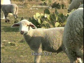 'The Seed Messiah' VIDEO segment - Scripture and the Messianic prophecies enacted by live animals 
