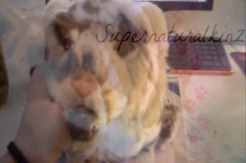 hi guys I am sooooo sorry I haven't been on lately I have been super busy:)