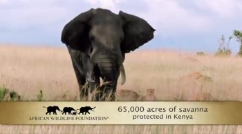 From Oscar, Sita, Scout, and the countless wild creatures we share this planet with, thank you! Your partnership with Disneynature is making a difference. We hope you’ll drop in to see Disneynature’s Monkey Kingdom opening week (4/17 – 4/23) to benefit Conservation International!<br /><br />Life is an adventure for Maya, the clever and resourceful blonde-bobbed monkey in “Monkey Kingdom,” Disneynature’s new feature film set among ancient ruins in the storied jungles of South Asia. Maya’s world is forever changed when she welcomes son Kip into her complicated extended family. Like all families, Maya’s has more than its share of colorful personalities—and she’s determined to give her son a leg up in the world. When their longtime home at Castle Rock is taken over by powerful neighboring monkeys, Maya's whole family retreats, and she uses her street smarts and ingenuity to uncover untapped resources amidst strange new creatures and unsettling surroundings. Ultimately, they will all have to work together to reclaim Castle Rock, where Maya can hopefully realize her dreams for her son’s future. Narrated by Tina Fey, directed by Mark Linfield, co-directed by Alastair Fothergill and featuring music from award-winning composer Harry Gregson-Williams, "Monkey Kingdom” swings into theaters April 17, 2015.