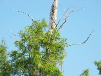 This is a video of still camera shots taken by Mr. Brown while kayaking at Lake Martin!