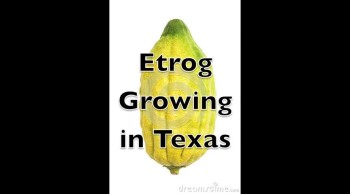 The Etrog is used in Sukkot.  https://messianicjudaismnetwork-com.webs.com