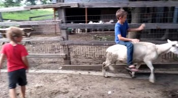 How to Catch a Chicken and Ride a Sheep | Burykin Family 