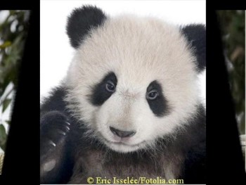 Little Panda-Song for Chengdu
