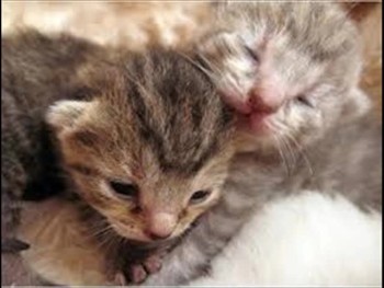 New Kittens Cute - Lindos Gatitos 