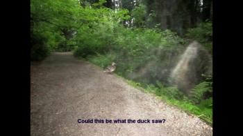 Duck in park sees Angels