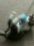 Kitten playing with octopus will blow your mind!!! 