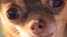 Hope Rising at the Meadows is a faith-based ministry that offers aftercare to trauma victims, focusing on those who have been rescued from human sex trafficking. We provide experiential therapy; including equine therapy, art therapy, horsemanship training and character building. 