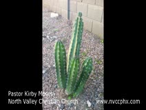 Pastor Kirby unpacks "The Parable of the Mustard Seed."