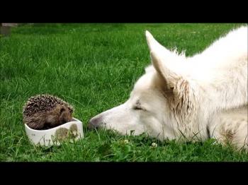 Honey with a little hedgehog 