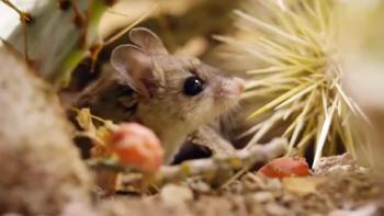 Amazing Facts of Faith - Grasshopper Mouse 