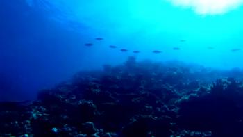 Amazing Facts of Faith - Scuba Diving 