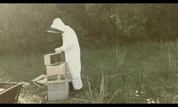 HISbees 'Put 'em in the Hive' 