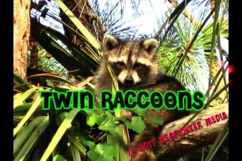 Watching twin raccoons playing in our back yard tree.<br />