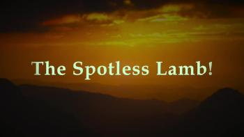 The Spotless Lamb! 