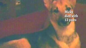 In Memorian: My Dogs-A Song For You 