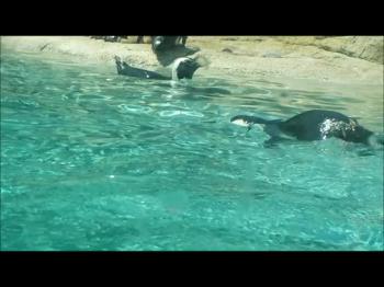 Great and fun penguin footage! Jason Tomah takes a look at some penguins and Ecclesiastes 3:12, in a short and encouraging Bible lesson. 