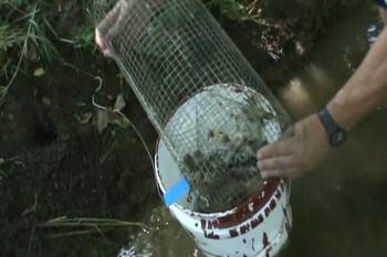 Checking the Crayfish traps Part 2 