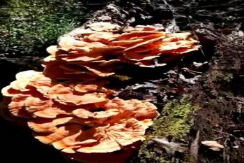 While out Squirrel hunting God provided not only two squirrels but some delicious Chicken of the Woods mushrooms! My first time cooking & trying these mushrooms, see what my reaction is!